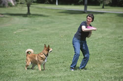 playing frisbee with dog